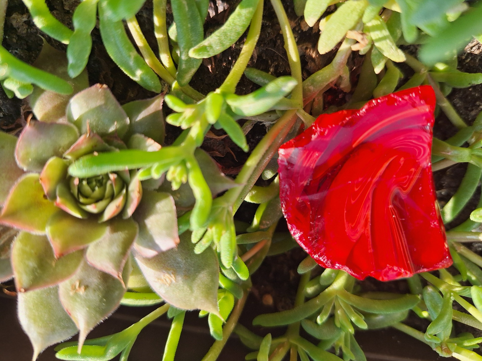 Dragon Blood (Mt. Shasta)