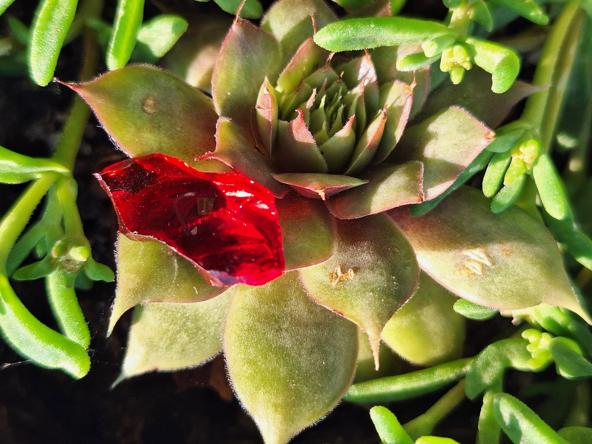 Divine Warrior (Indonézia)