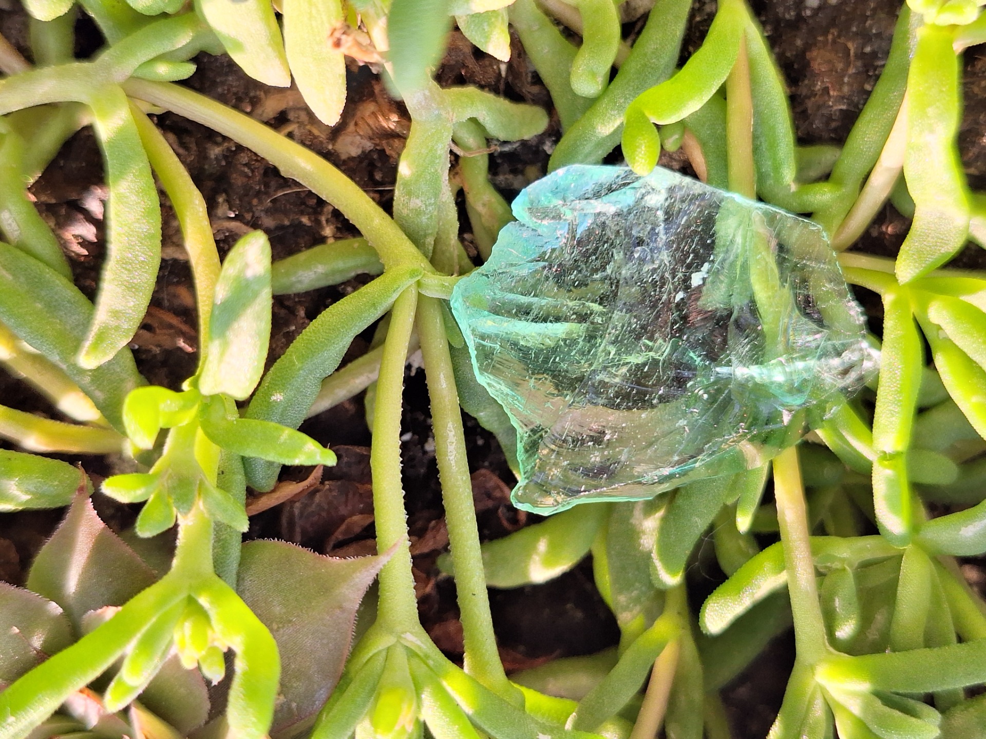 Aqua Twins - Green (Dél-Afrika)