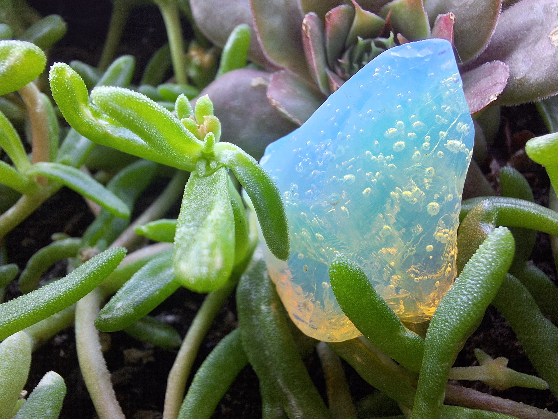 Arcturian Star Elder (Indonézia)